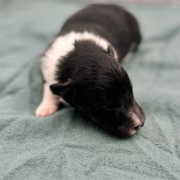 Girl 1 - Black white and tan female Shetland Sheepdog puppy in Pensacola, Florida from Nancy Barger's Siberian Huskies