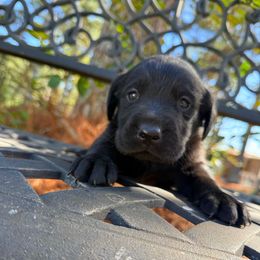 Boy 3 - Black male Labrador Retriever puppy in South Carolina from Southern Pine Labradors