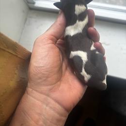 Girl 4 - Parti female Miniature Schnauzer puppy in Dunlap, Tennessee from Beards of Glory