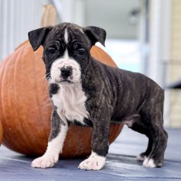 Muenster - Red brindle male American Staffordshire Terrier puppy in Franklin County, Vermont from Explicit Amstaffs Of New England