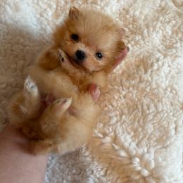 Little man - Orange male Pomeranian puppy in Rockledge, Florida from Skye pomeranians