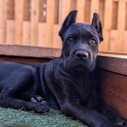Cane Corso Puppies from Bane's Legacy Cane Corso