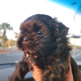 Shih Tzu Puppies from Chimera Shih Tzu