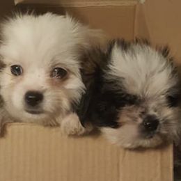 Shih Tzus from Rush's Shih Tzus
