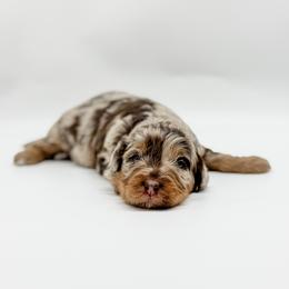 Lincoln - male Australian Mountain Doodle puppy in Sharpsburg, Georgia from Steindoodles