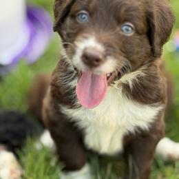 Bordoodle Puppies from Borders of Eby Eden