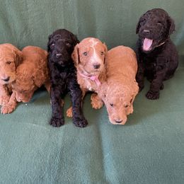 Poodle Puppies from Shab's Standard Poodle