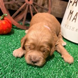 Hazel pink collar - Red  female Goldendoodle puppy in Atco, New Jersey from Flannery’s lucky puppies 🍀