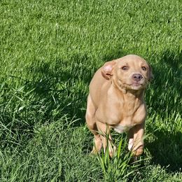 Blue Lacy Puppies from Red River Blue Lacys