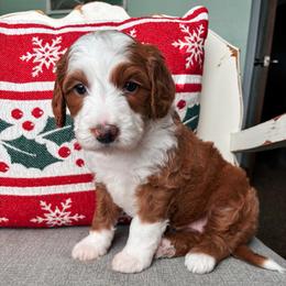 Sierra - Red female Bernedoodle puppy in Weston, Idaho from Berne n Doodles