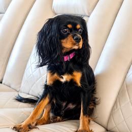 Indy Black N Tan Beauty - Cavalier King Charles Spaniel