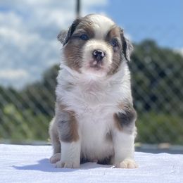 Australian Shepherd Puppies from Stockton Family Farm