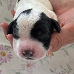 Tansy - Black and white female English Springer Spaniel puppy in Fruita, Colorado from Maggie Mae’s Springer Spaniel Spot