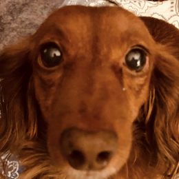 Dachshunds from Hottesdoxies