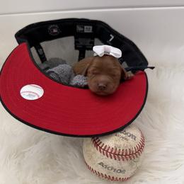 Marley - Red  female Goldendoodle puppy in Huntington, Utah from Krispydoodle