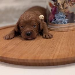 Teddy - Red male Cavapoo puppy in Mapleton, Illinois from Gardner Lane Puppies