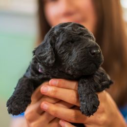 Purple - Black male Poodle puppy in Palmetto, Georgia from Renders Poodles