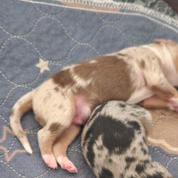 Miniature Australian Shepherds from Tails and No Tails Salty Aussie Farms