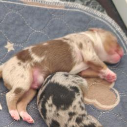 Miniature Australian Shepherds from Tails and No Tails Salty Aussie Farms