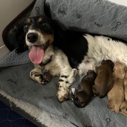 Dachshund Puppies from Lakeshore Dachshunds