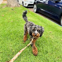Aussiedoodle and Bernedoodle Puppies from Steindoodles
