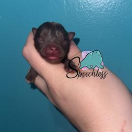 Isabela - Chocolate and tan female Pomeranian puppy in Perry County, Ohio from Speechless Pom’s