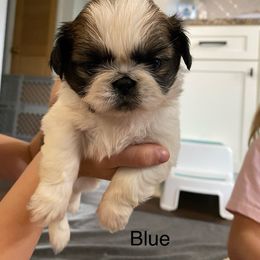 Blue - Black Pekingese puppy in Daleville, Alabama from Melissa's Pekingese