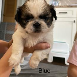 Blue - Black Pekingese puppy in Daleville, Alabama from Melissa's Pekingese