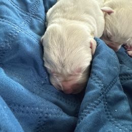 Boy 4 - Yellow male Labrador Retriever puppy in Isanti, Minnesota from Four Corners Family Labs