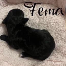 Poodles, Shihpoos, and Shih Tzus from Aaliyah Shihtzu Puppyland