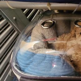 Aussiedoodle, Poodle, and Toy Australian Shepherd Puppies from Heartland Ranch