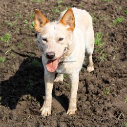 Reese - Australian Cattle Dog