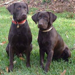 Labrador Retrievers from Choice Chocolate Labs