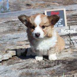 Kenai - Red and white male American Corgi puppy in Sedro Woolley, Washington from Patriot Corgis