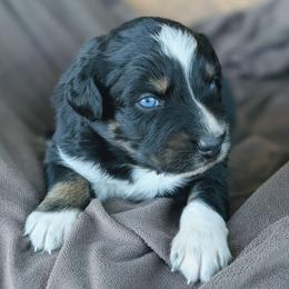 Boy 3 Blue - Black tri-color male Australian Shepherd puppy in Yakima, Washington from Naches Heights Ranch