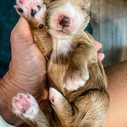Goldendoodle Puppies from Graystone Doodles