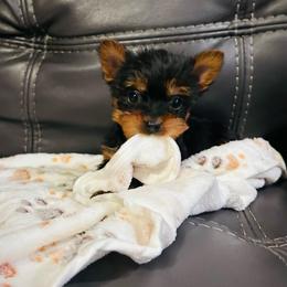 Boy 1 - Black and gold male Yorkshire Terrier puppy in Ocala, Florida from Top Notch Pupz