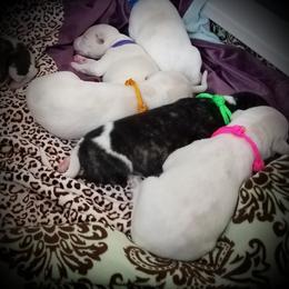 Girl 5 - female Whippet puppy in Shadow Hills, California from Cloverdale Whippets