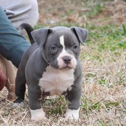 Polo - Blue female American Bully puppy in Orlinda, Tennessee from SimplyBullies