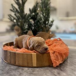 Mufasa - Orange collar - Apricot male Goldendoodle puppy in Arlington, Washington from Anderson Goldendoodles