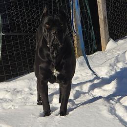 Willow - Cane Corso