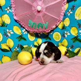 May - Chocolate and cream female Dachshund puppy in Somerset, Pennsylvania from Rae’s Dapper Dachshunds