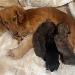 Dachshund puppies from Wieners are Wonderful
