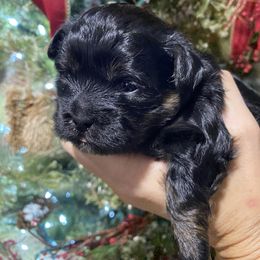 White collar girl - Black and white female Shihpoo puppy in Millsap, Texas from Gaston’s Posh Poodles and Doodles