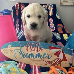 Girl 6 - Golden Retriever puppy in Attica, Michigan from Magnolia Meadow Goldens
