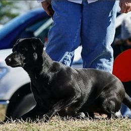 Golden Retrievers and Labrador Retrievers from James River Labrador Retrievers and Golden Retrievers