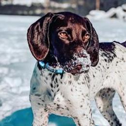 Rehteah - German Shorthaired Pointer