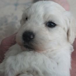 Boy 2 - White male Bichon Frise puppy in Towson, Maryland from Baltimore Bichons, Inc.