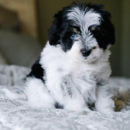 Bordreaux - Parti male Schnoodle puppy in Grove, Oklahoma from Grand Lake Poodles & Doodles