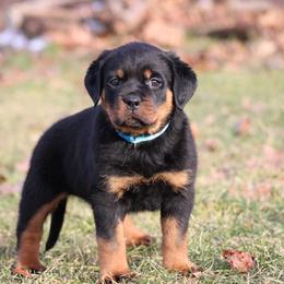 Rottweiler Puppies from Vom Kaiserreich Rottweilers
